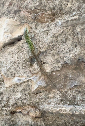 Italian Wall Lizard