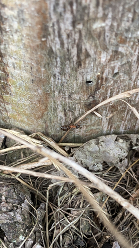 Southern Wood Ant