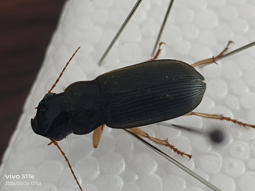 Harpalus capito