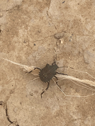 Brown Marmorated Stink Bug