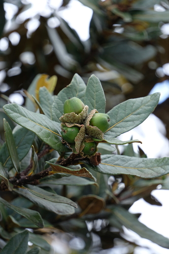 Quercus guyavifolia observed 2026-08-17