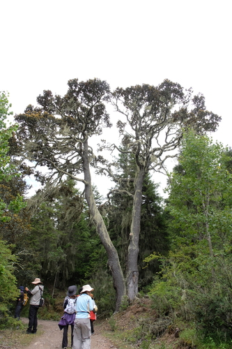 Quercus guyavifolia observed 2026-08-17