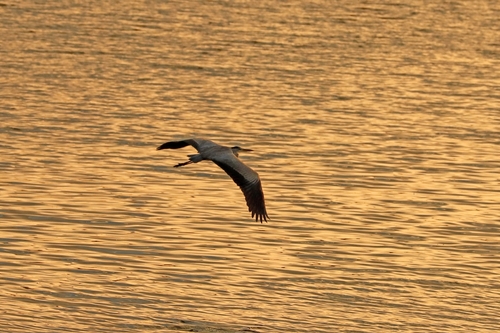 Grey Heron