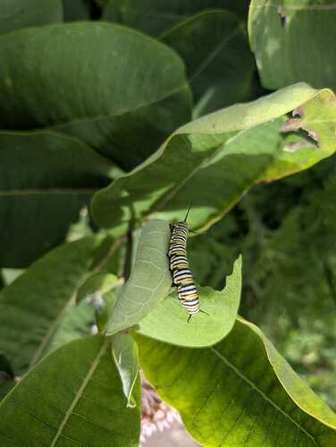Monarch