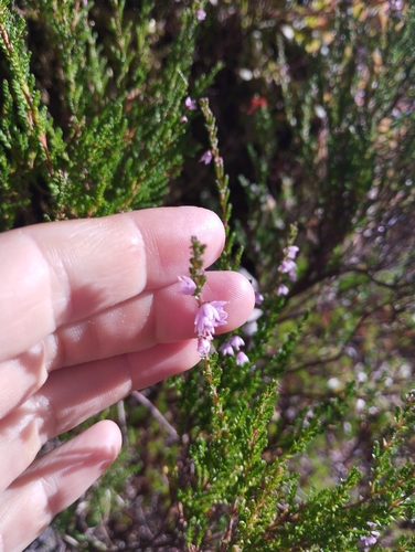 common heather