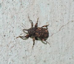 Mechistocerus