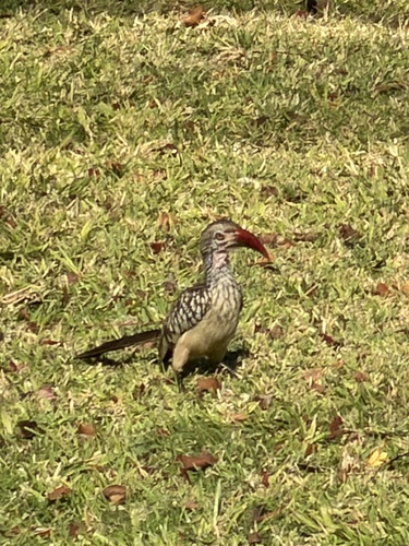 Southern Red-billed Hornbill