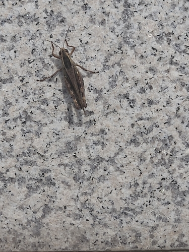 Shirakiacris shirakii