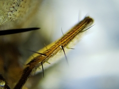 Neodexiopsis