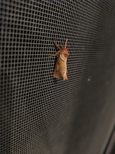Orange Swift
