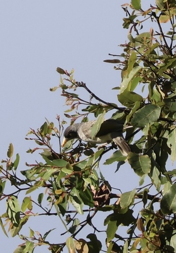 Noisy Miner