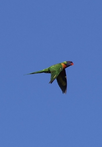 Rainbow Lorikeet