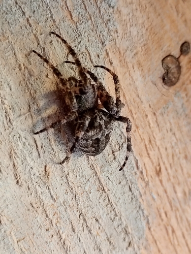 Angular Orbweaver Spider