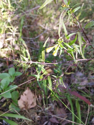 Common Cow-wheat