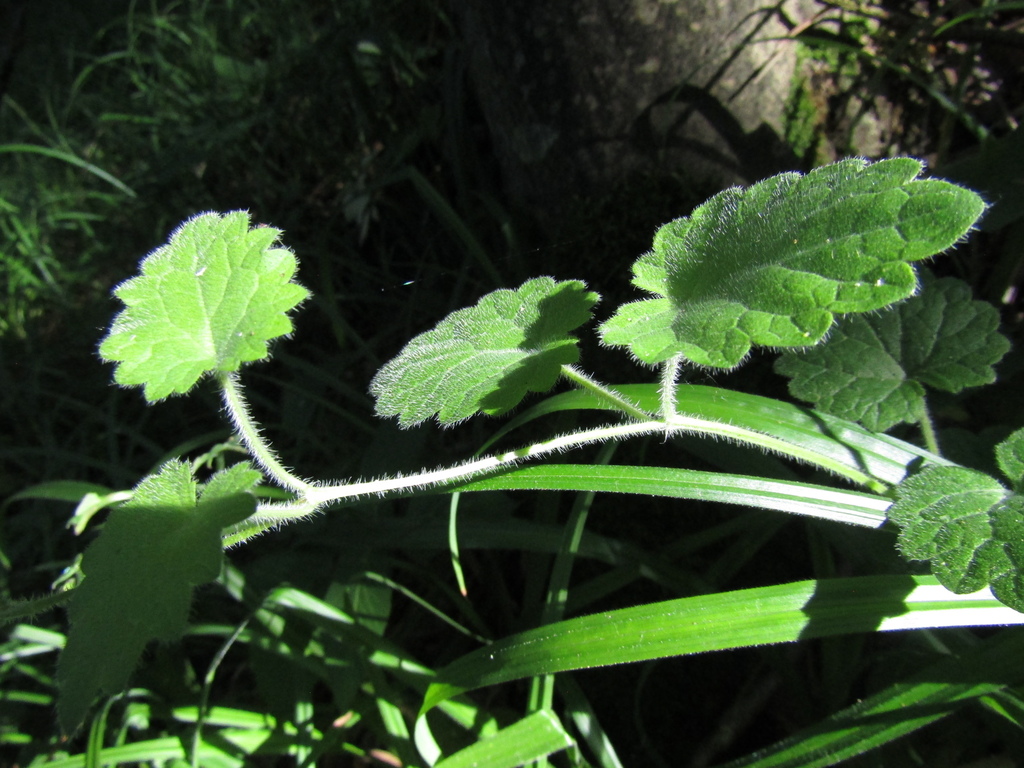 Glechoma hirsuta; photograph (c) Oleksandr Shynder, some rights reserved (CC BY)
