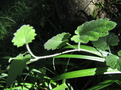 Glechoma hirsuta