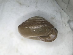 Gastrodonta interna