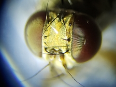Neodexiopsis