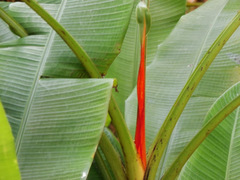Musa coccinea