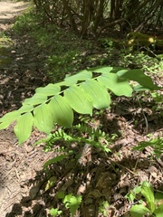 Polygonatum biflorum biflorum