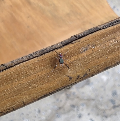 Jade Jumping Spider