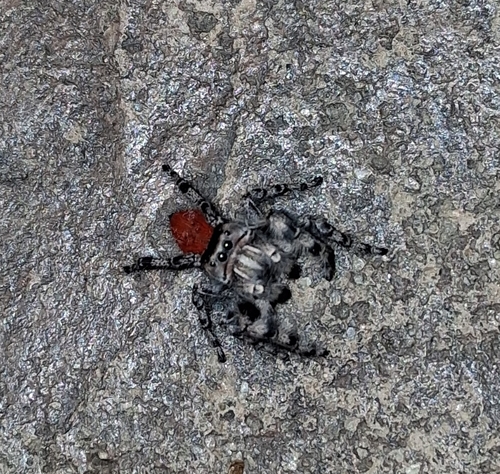 California Red Jumping Spider photo 3
