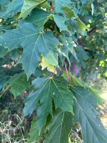 Norway maple