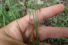 Carex atlantica