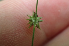 Carex atlantica