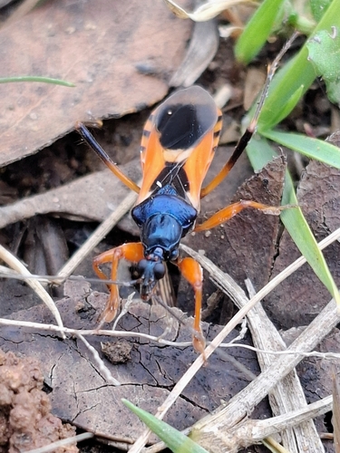 Ectomocoris ornatus