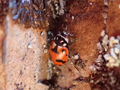 Hippodamia caseyi
