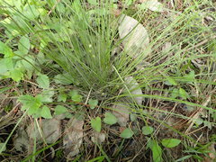 Carex atlantica