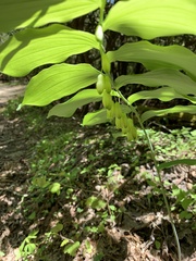 Polygonatum biflorum biflorum
