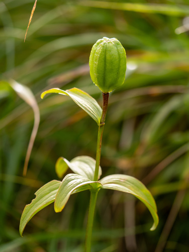 Fritillaria camschatcensis, photograph 1