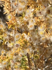 Galium stellatum eremicum