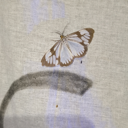 Marbled White Moth
