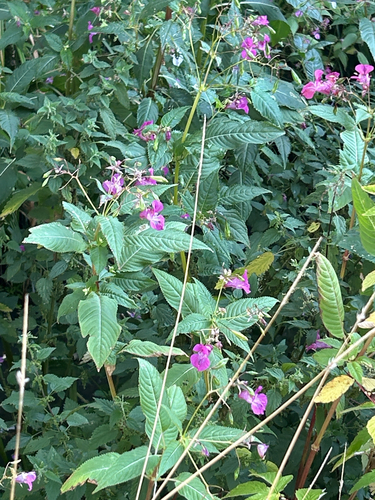 Himalayan balsam