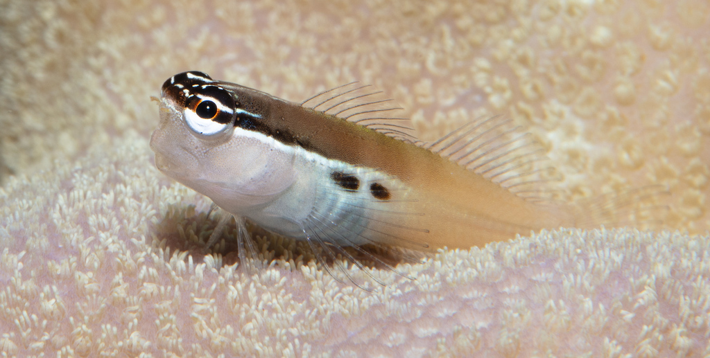 Twinspot Blenny