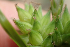 Carex tenax