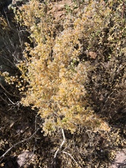 Galium stellatum eremicum