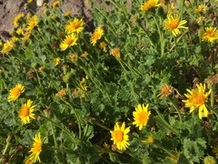 Perityle cordifolia