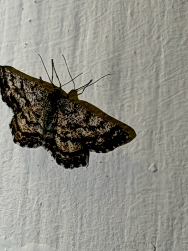 Common Heath