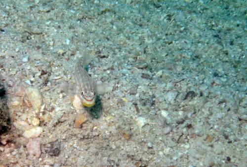 Mural goby (Valenciennea muralis) — Gobiidae — 4