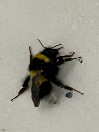 Garden Bumble Bee