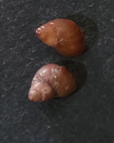 Lacuna unifasciata, 2026-08-25