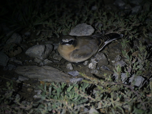 Northern Wheatear