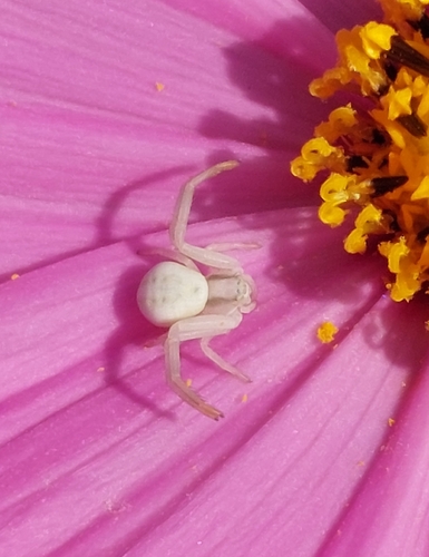 Goldenrod Crab Spider