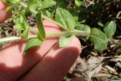 Gratiola pilosa