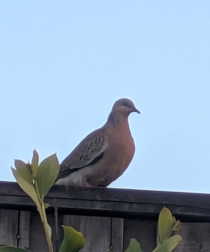 Spotted Dove