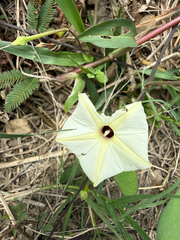 Ipomoea obscura, photograph author not stated, no rights reserved